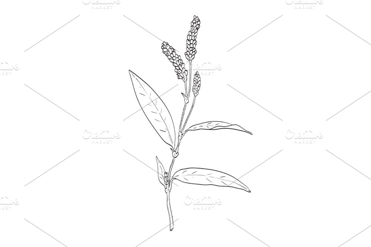 Redshank Wild Edible Plant Drawing, a Decorative Illustration by patrimonio (Photo 1 of 3)