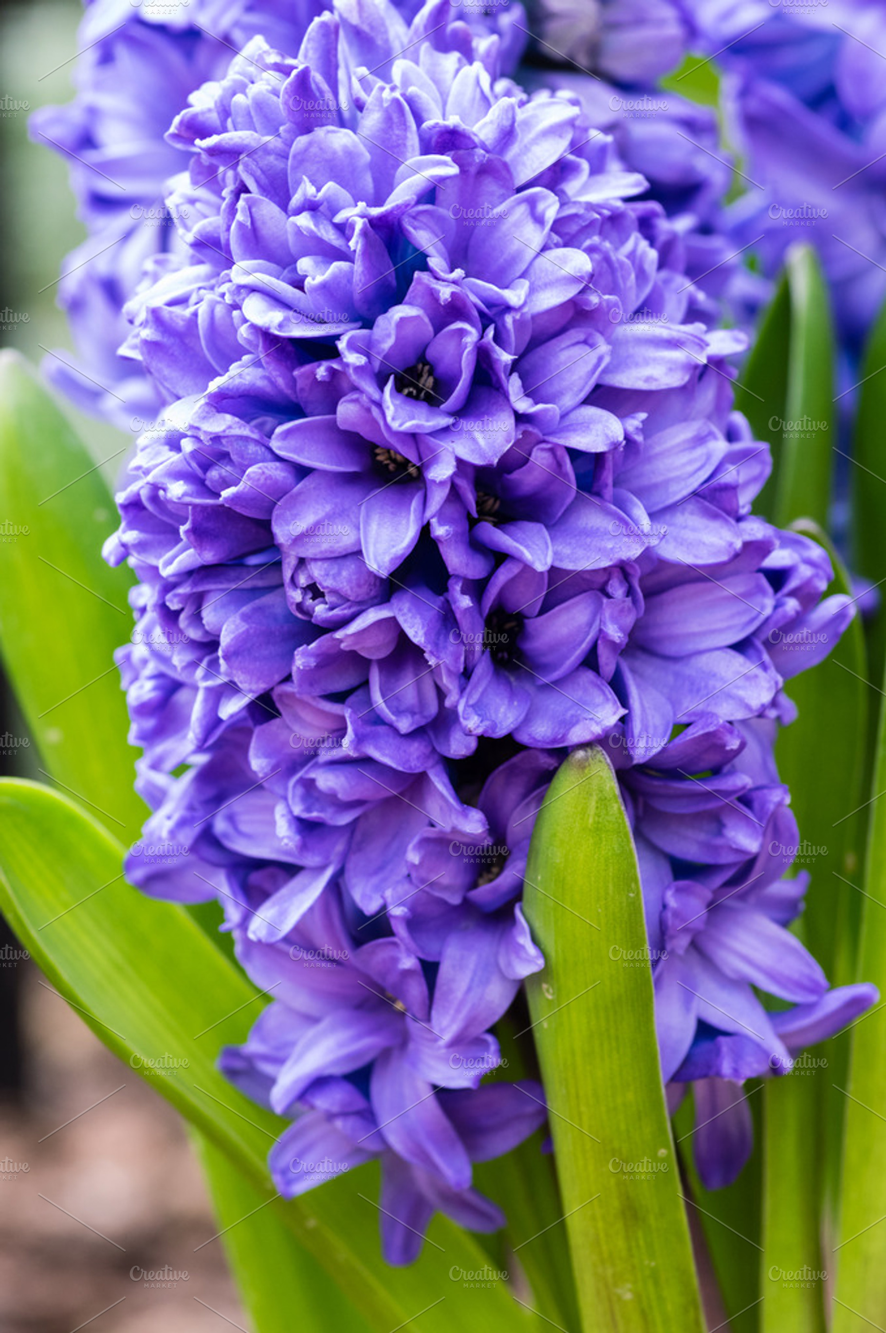 Purple Or Blue Hyacinth Flower Featuring Nature Flower And Flowers