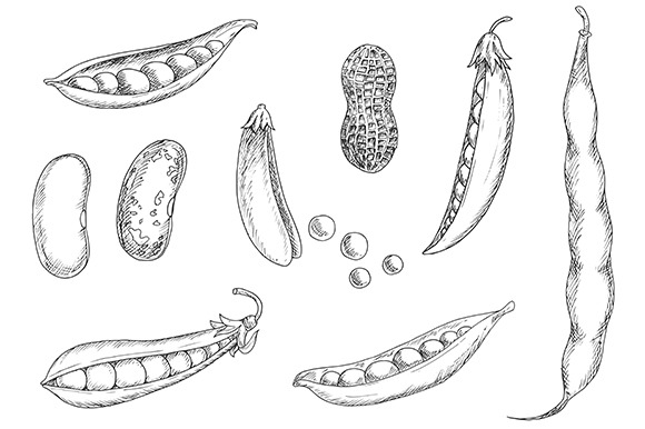 Sketch icons of legumes, a Background Graphic by Vector Tradition
