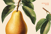 Vintage Graphic Elements_FRUITS, an Object Illustration by BOLD.Graphic (Thumbnail 3 of 8)