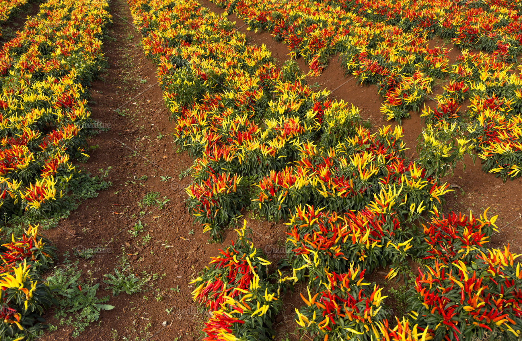 Red And Yellow Chili Plants, a Nature Photo by THP Creative