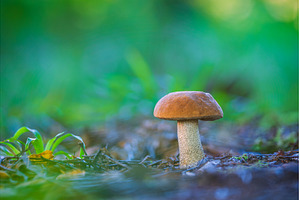 A Lone Orange Birch Bolete in the, a Nature Photo by Lukas Jonaitis SHOP