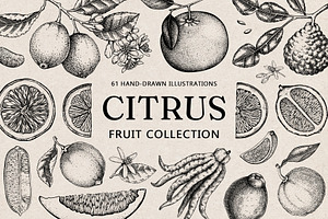 Citrus Fruit Vector Illustration Set, a Food Illustration by Yevheniia