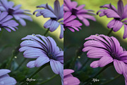 30 Flowers LUT Collection, a Preset Add-On by 3Motional (Thumbnail 2 of 10)