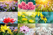 Flower collection 100 photos, a Nature Photo by Vladimir Kazimirov (Thumbnail 3 of 14)