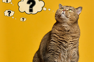 A domestic tabby cat looks up at thought clouds with question ma, an Animal Photo by ndanko
