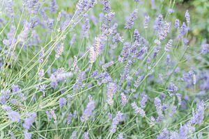 Blue lavender flowers in the summer meadow
