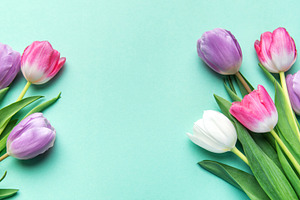 Colorful tulips blooming on mint green background for spring, a Holiday Photo by Olena Rudo
