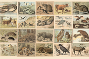 Oluf August Hermansen's Animals, an Animal Illustration by Digital Museum (Thumbnail 10 of 11)