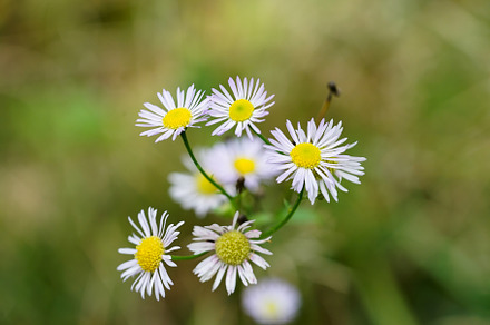 Chamomile featuring chamomile, flower, and nature