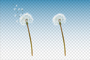 Dandelion. Vector Set.