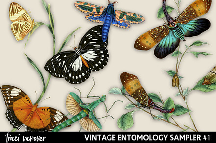 Vintage Entomology Clipart Sampler 1