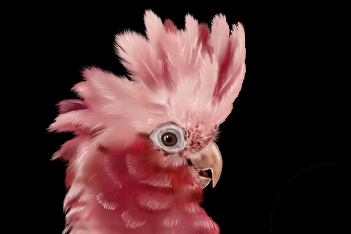 Parrots, Watercolor cockatoo clipart, an Illustration by NNclipart (Photo 4 of 4)