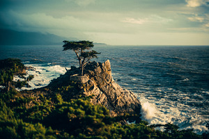 Lone cypress tree california ocean containing cliffs, ocean, and waves