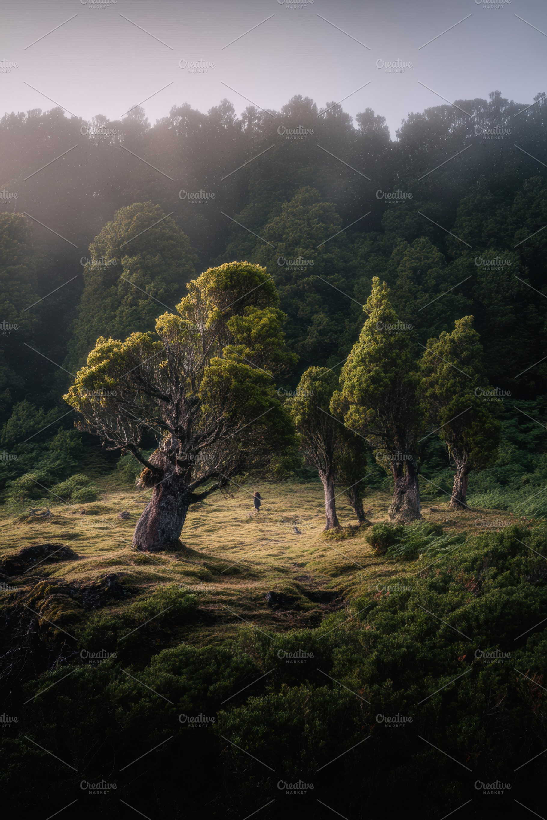 Misty Forest in Soft Morning Light, a Nature Photo by Virgo Studio