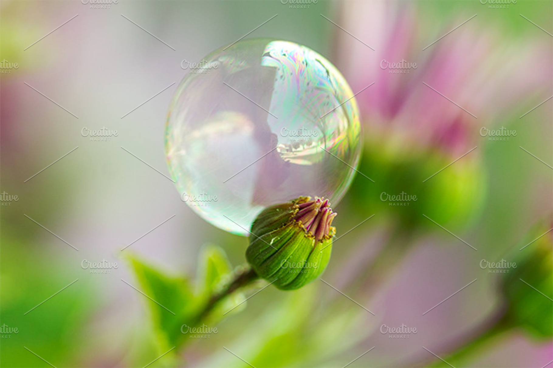Bubble On Bud