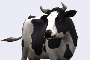 3DRT - Domestic Animals - Cow