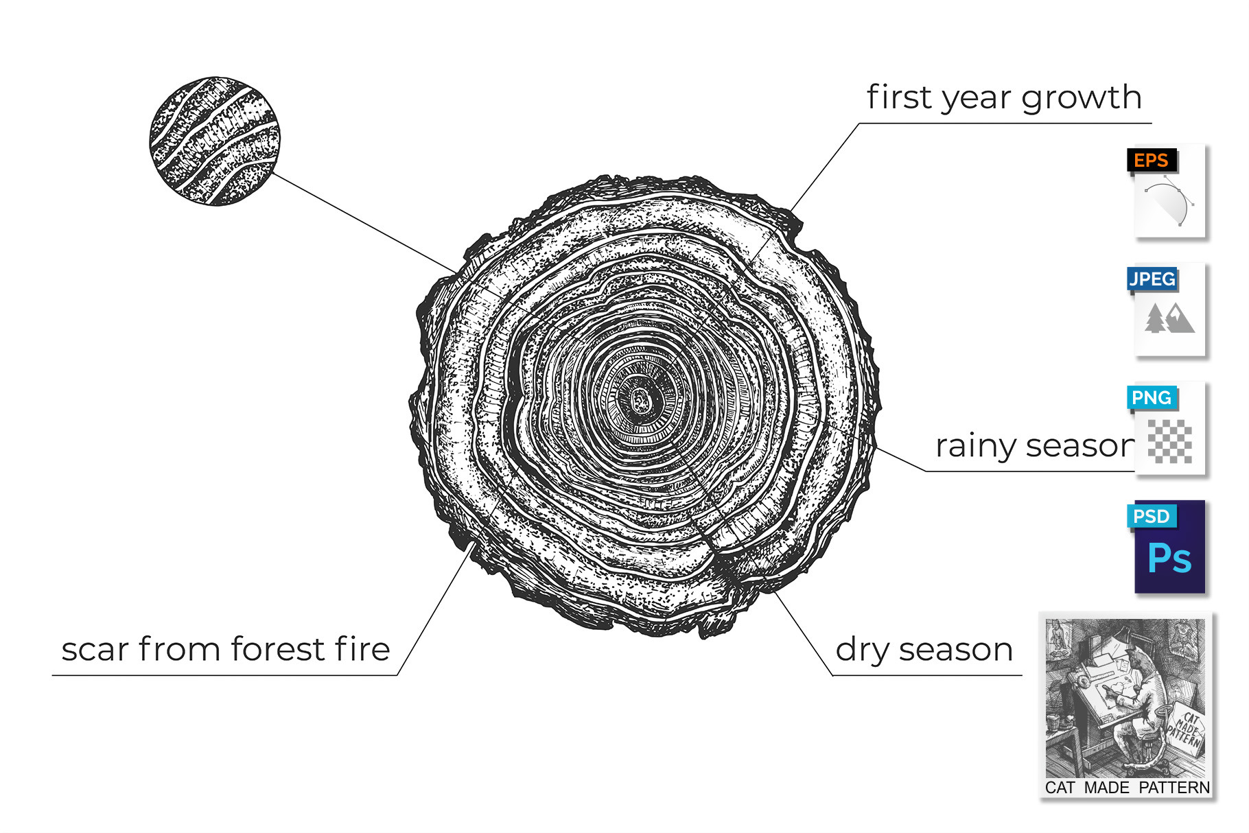 Tree age growth conditions diagram, an Illustration by CatMadePattern