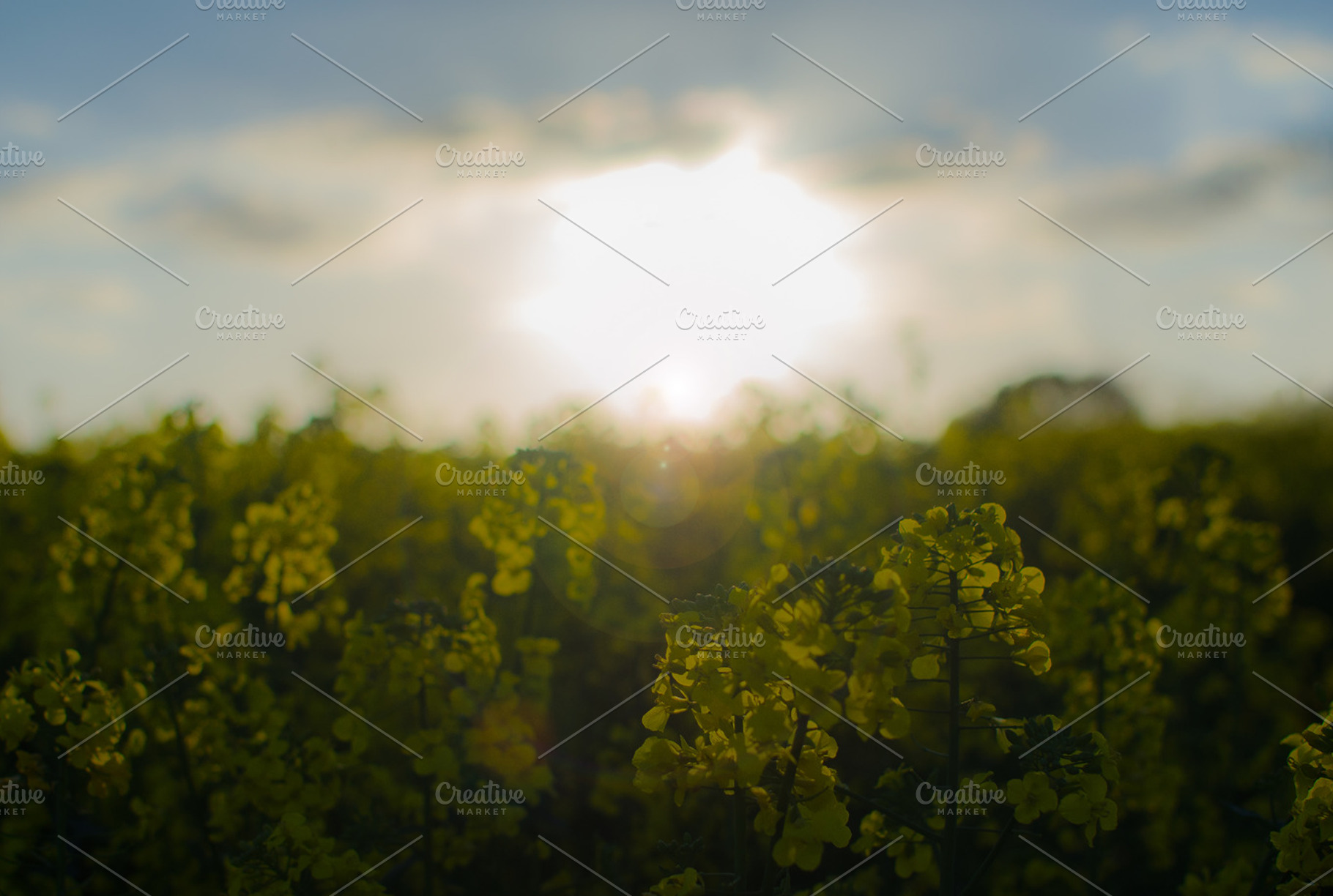 Spring fields containing spring, rape seed plant, and field
