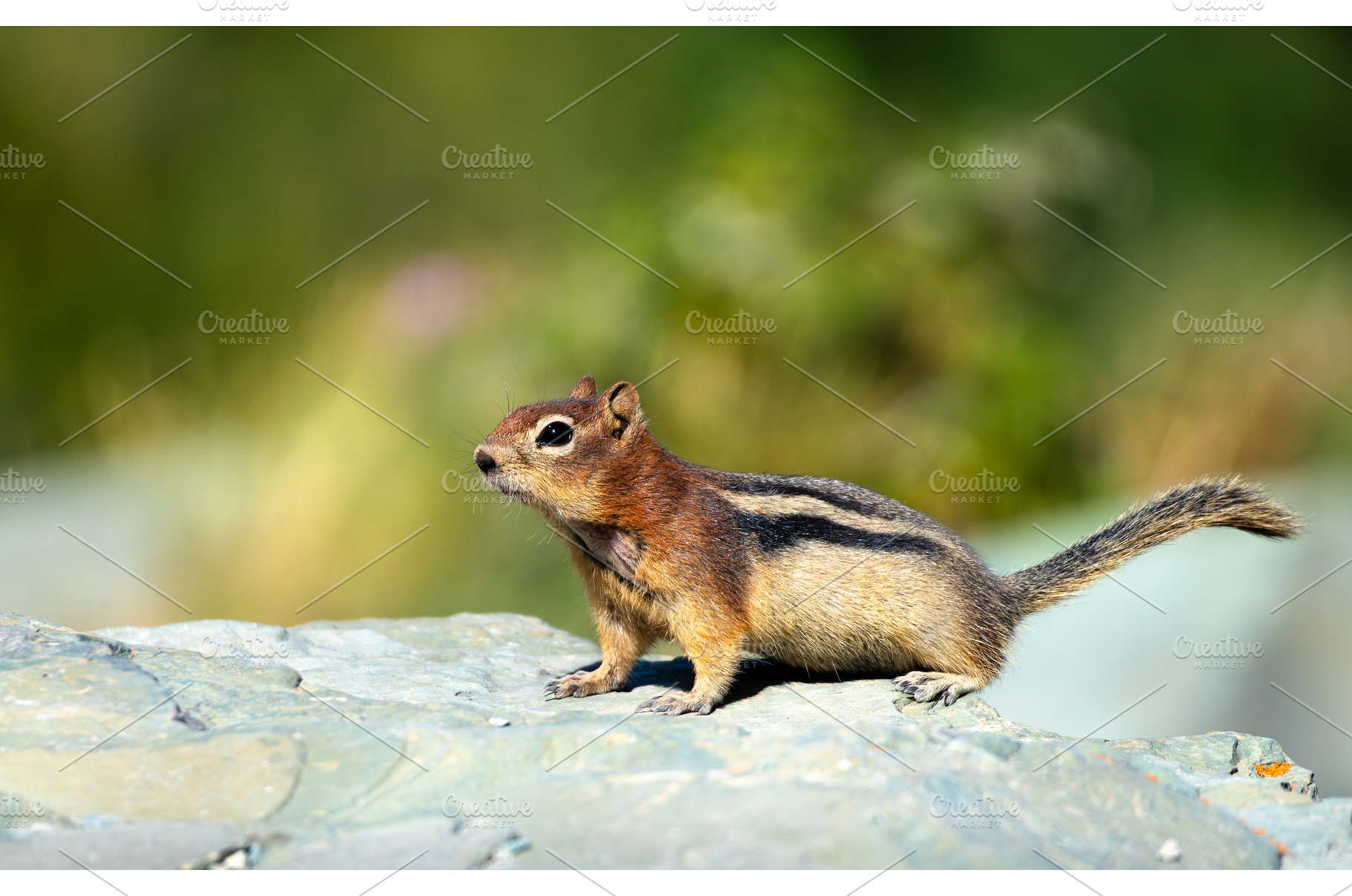 Chipmunk standing on a rock in, an Animal Photo by Leonid Andronov