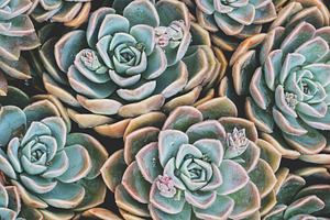 Rock rose succulents portrait featuring succulent, cactus, and cacti, a Nature Photo by René Jordaan Photography