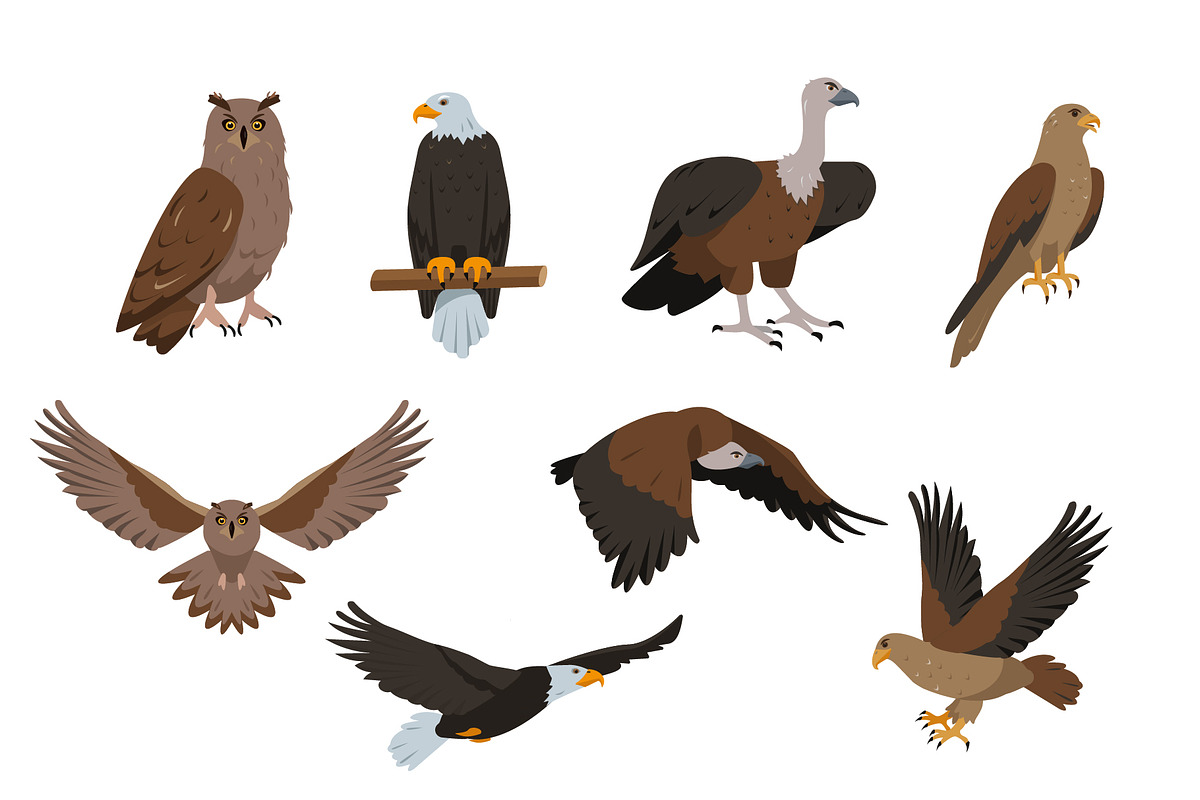 Bird collection, an Animal Illustration by Elena Istomina (Photo 7 of 7)