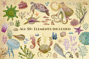 Marine Naturalist Collection, a Graphic by Kattypainting (Thumbnail 3 of 10)