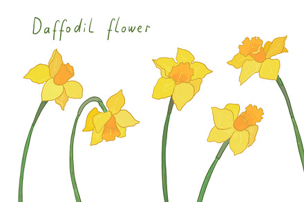 Daffodil flower