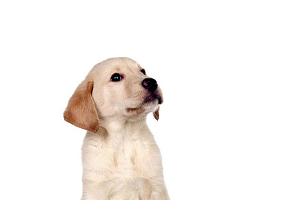Adorable cub dog stock photo containing dog and pet, an Animal Photo by José Manuel Gelpi