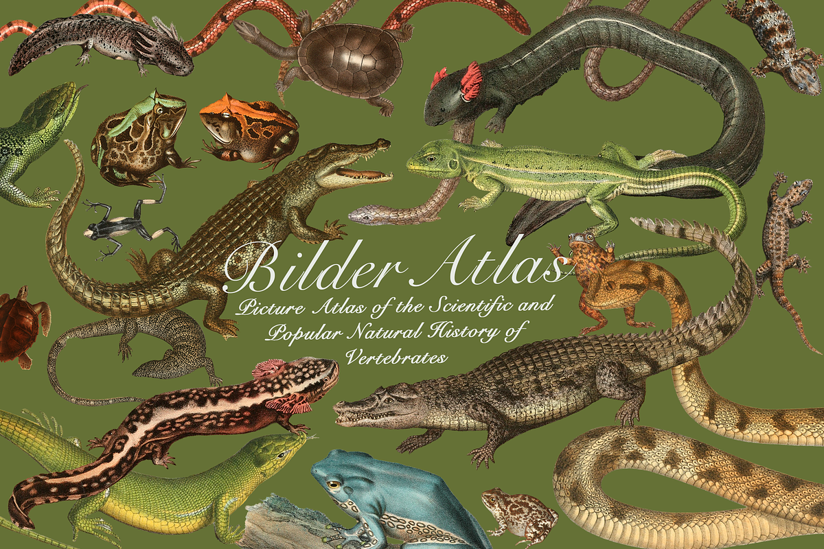 Vintage Vertebrate Animal Atlas, an Object Graphic by Lilithcollageart (Photo 13 of 14)