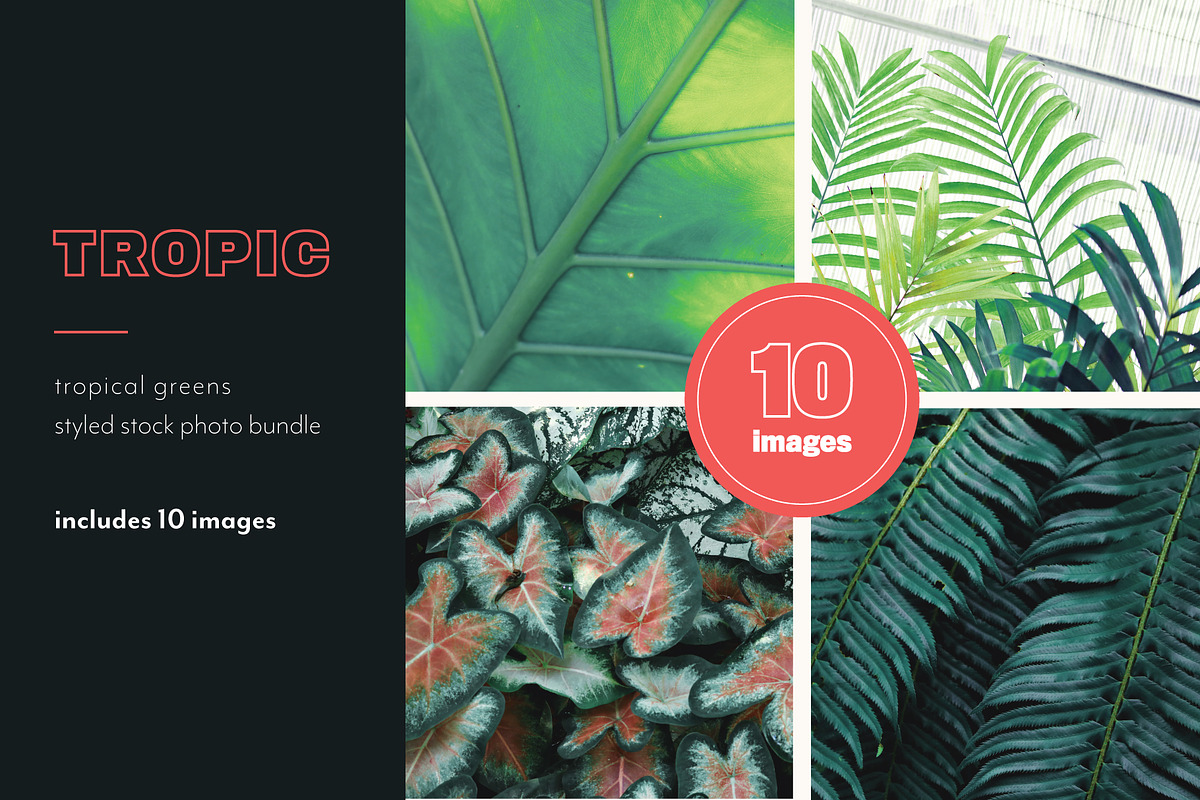 Tropic | Tropical Green Photo Bundle, a Nature Photo by MDSN Design (Photo 1 of 16)
