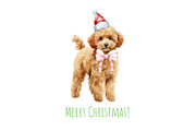 Watercolor Christmas toy poodle set, an Animal Illustration by Art and Funny (Thumbnail 5 of 6)