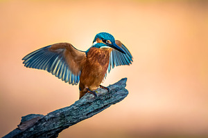 Kingfisher perched on a gray foggy b containing 1, alcedo atthis, and animal