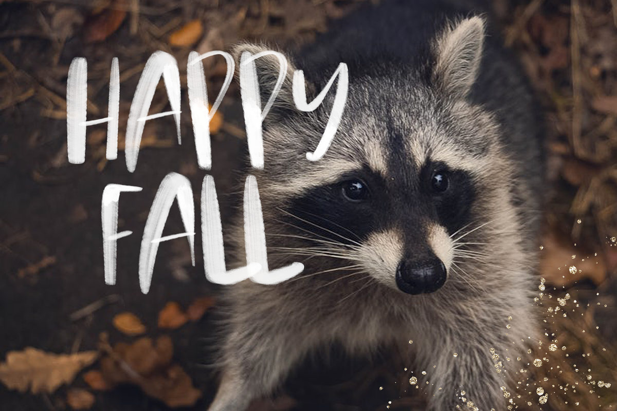 Autumn Collection - SVG + OTF font preview 4
