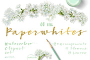 White Spring-Paperwhites, an Illustration by watercolorwild.graphics (Thumbnail 1 of 7)