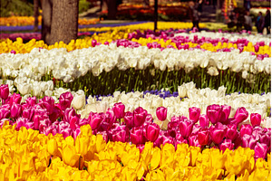 Emirgan Park, Istanbul, a Nature Photo by Nature and travel