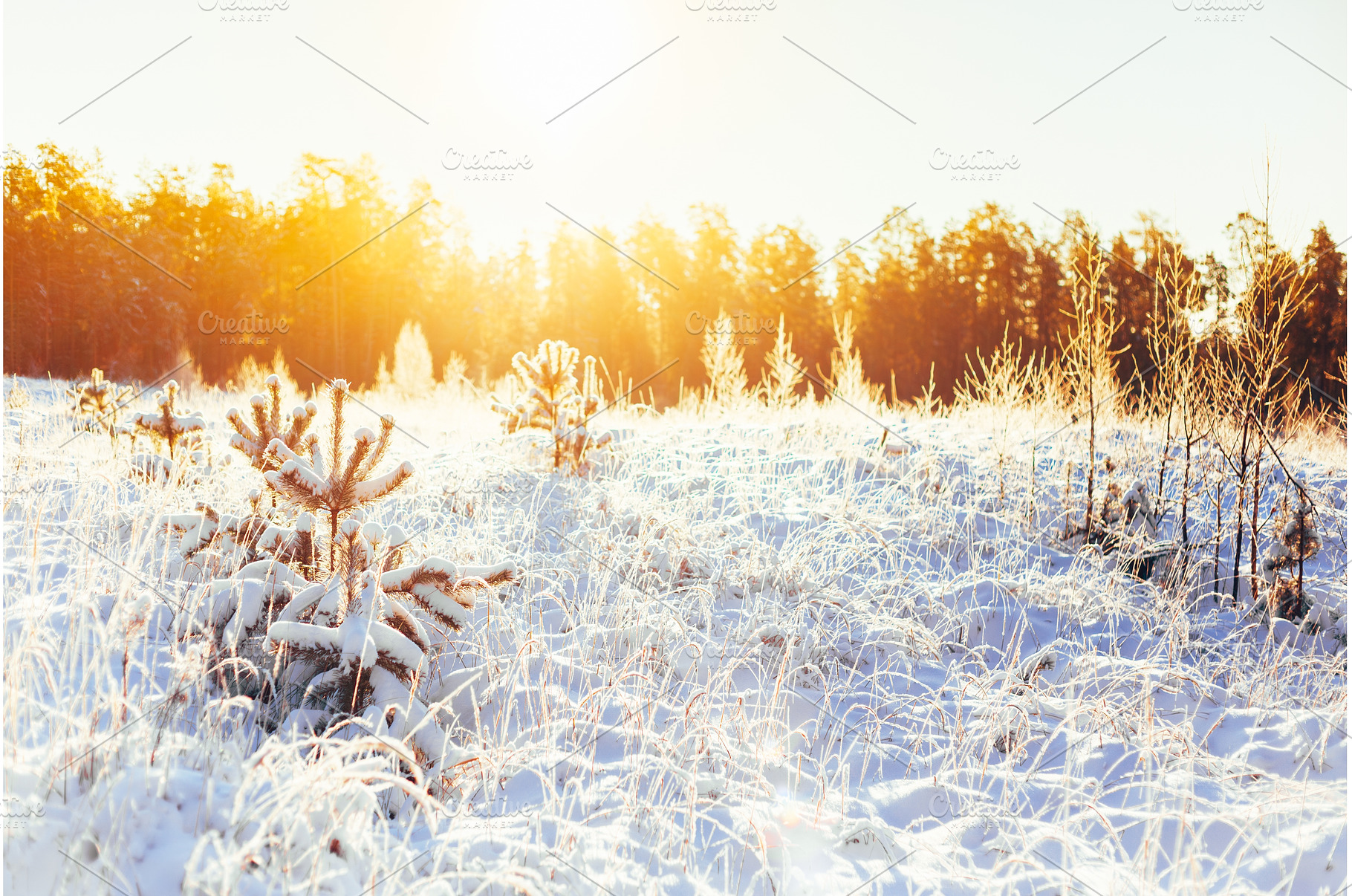 Winter Forest Landscape Landscape, a Nature Photo by Our Amazing World