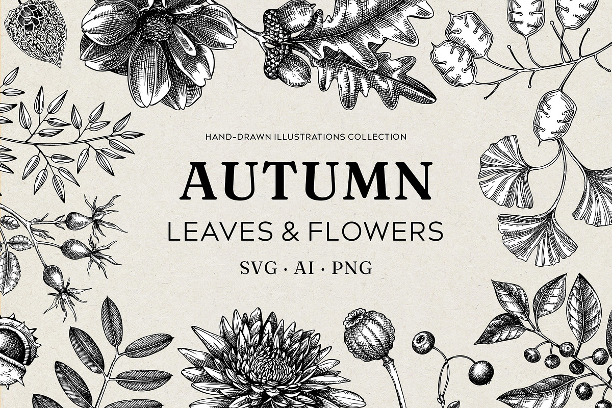 Autumn Leaves and Flowers Vector Set, an Object Graphic by Yevheniia (Photo 1 of 11)