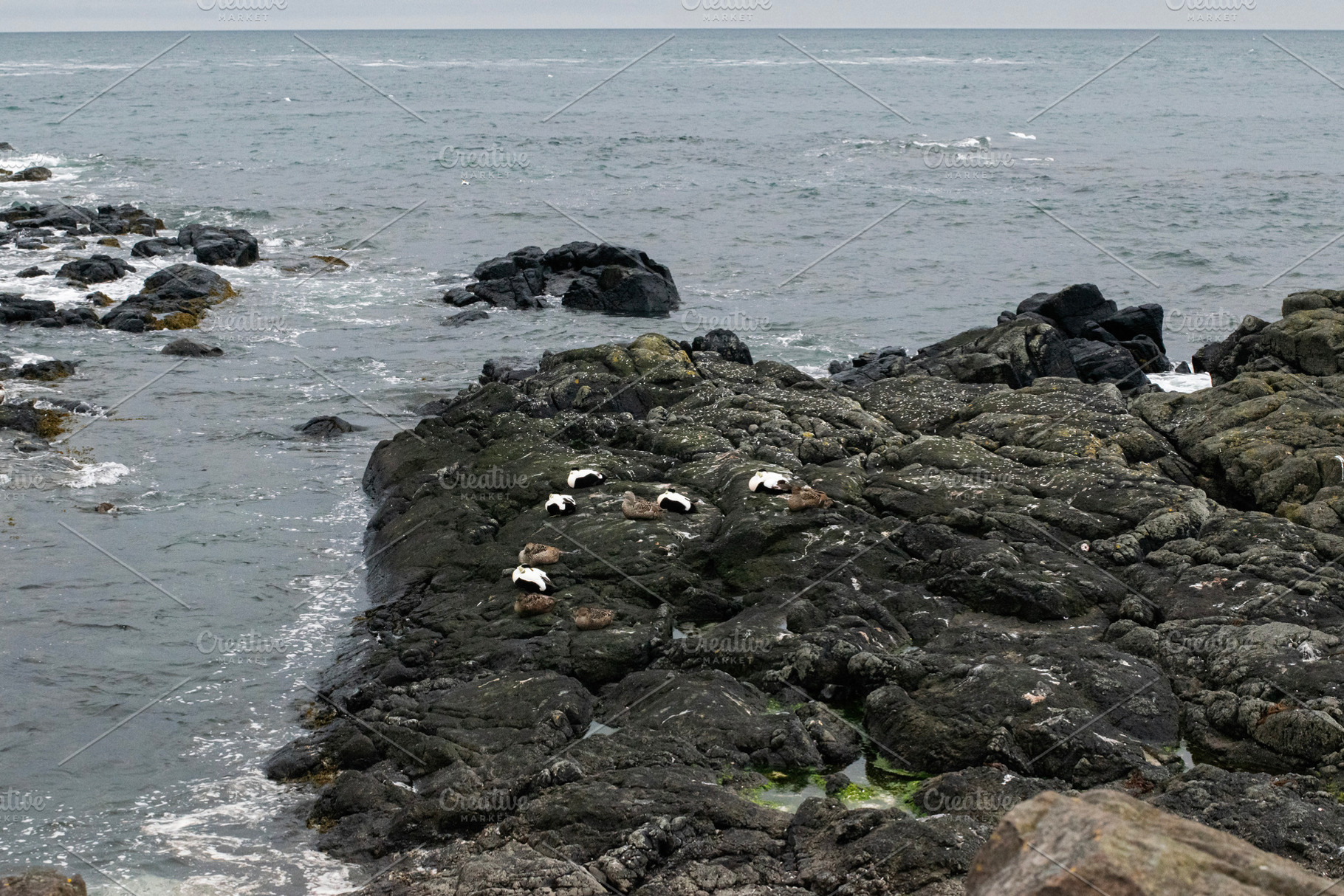 Seabirds resting on rocky shore with ocean backdrop in Akranes, Iceland, a Photo by AS photostudio