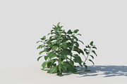 Melissa officinalis, an Environmental 3D Model by happy brush (Thumbnail 1 of 8)