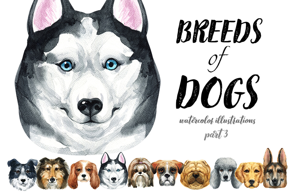 Breeds of dogs - watercolor. Part 3, an Animal Illustration by KatBranchArt (Photo 1 of 5)
