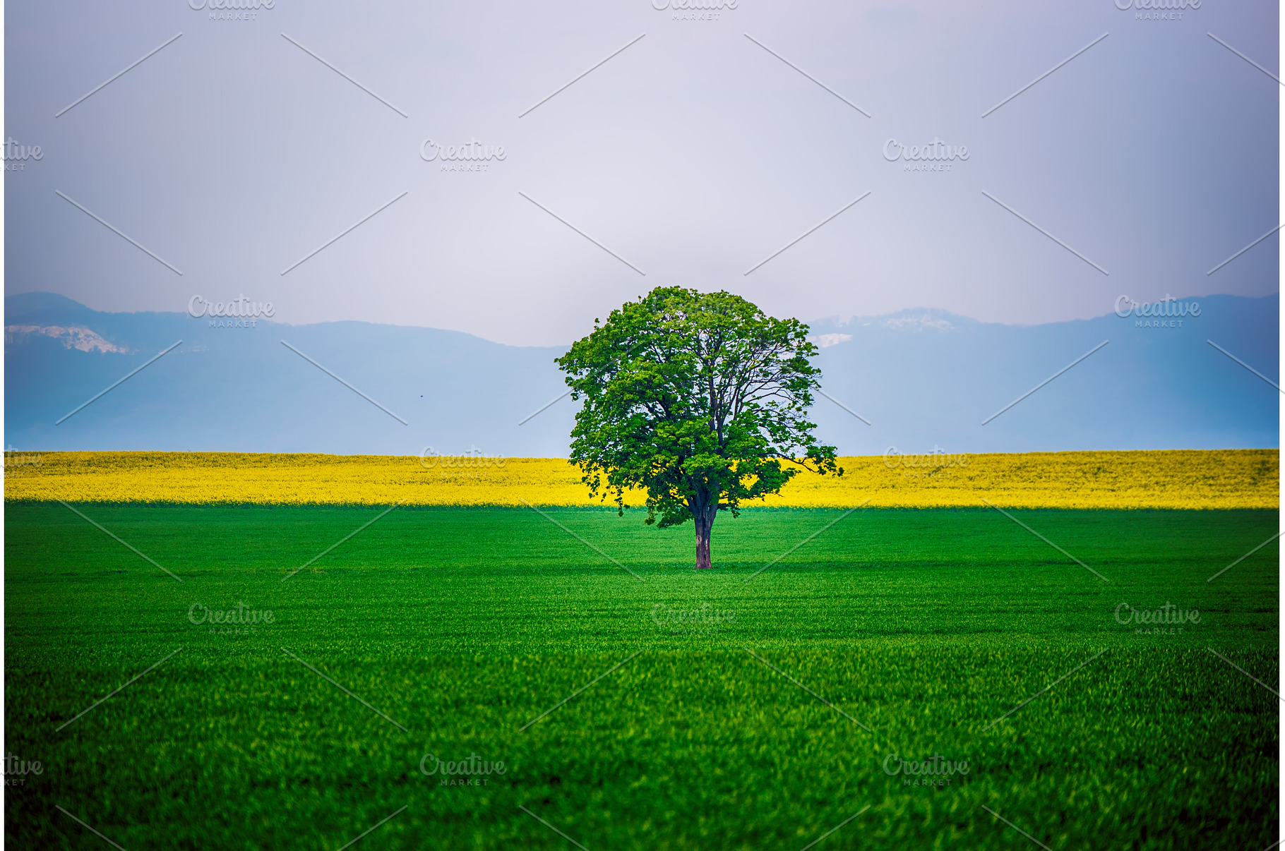 A Single Tree, a Nature Photo by Nature and travel