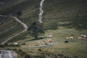 Low-key telephoto cattle hillside, an Animal Photo by SkyNext