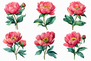 Watercolor Peony Clipart PNG, an Illustration by Libby Wishes (Thumbnail 4 of 5)