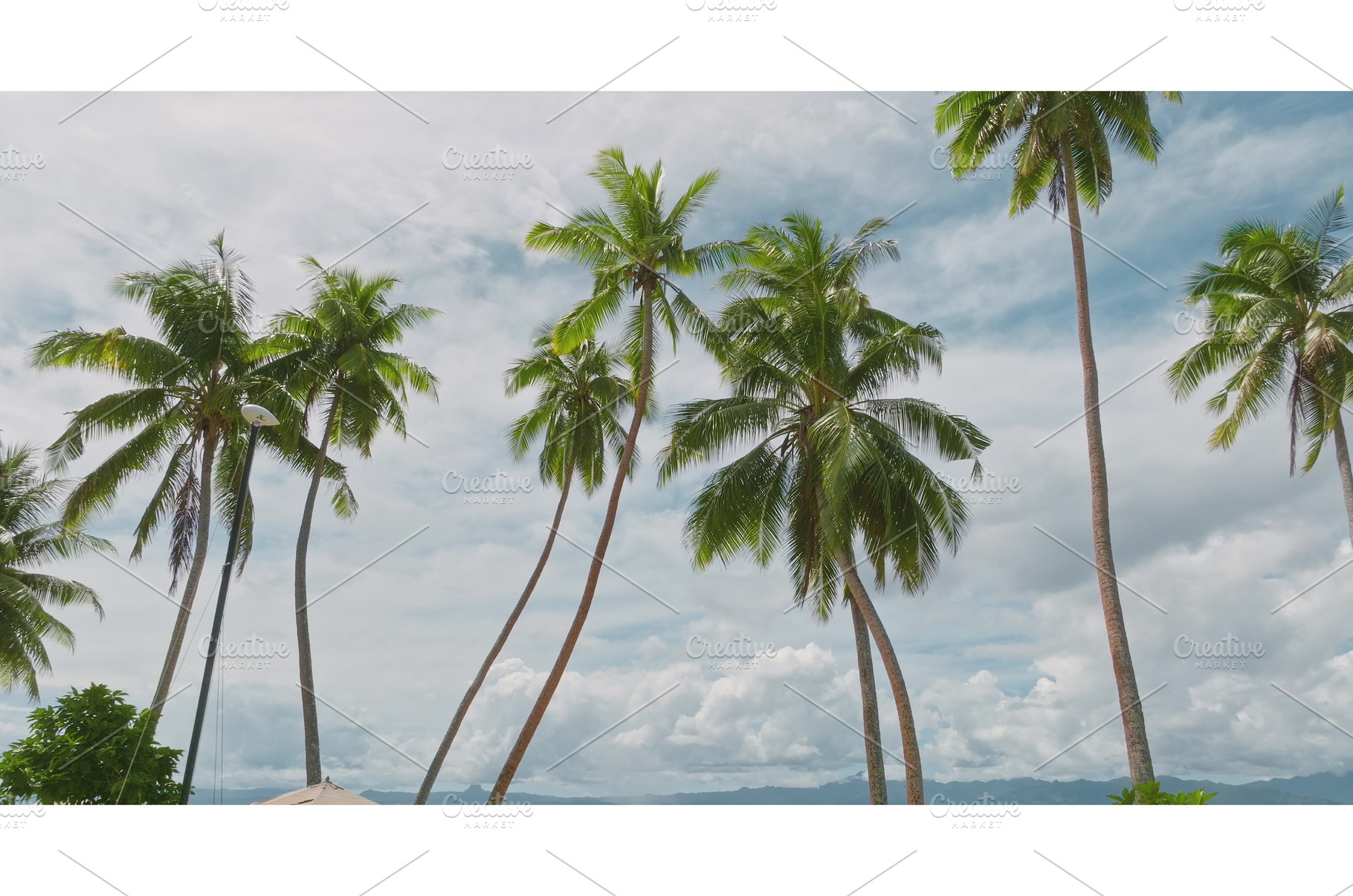 Palm trees growing on a beautiful, a Nature Photo by Goinyk