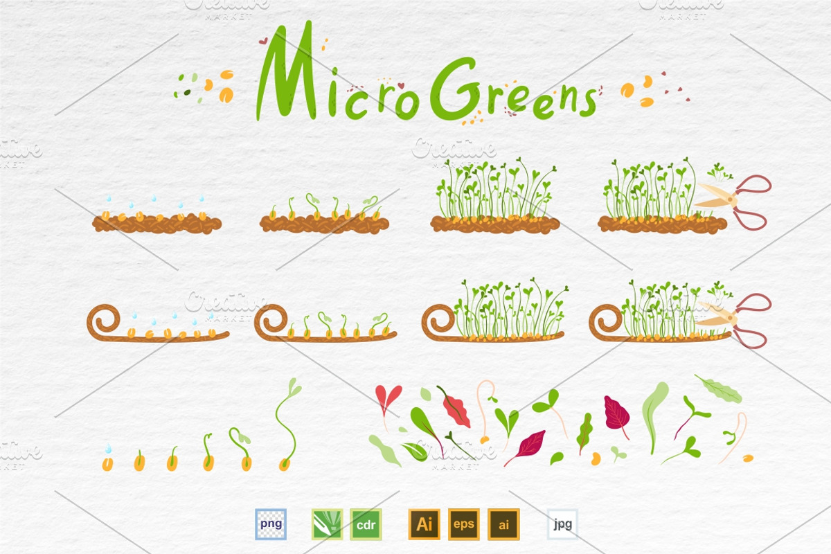 Microgreens Vector Set 1, a Food Illustration by ElenaKovalyova (Photo 12 of 21)