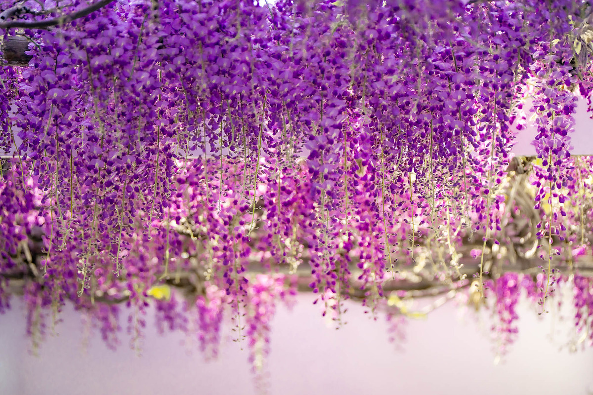 Purple Wisteria Flower Photo Bundle, a Nature Photo by Silent Nature (Photo 5 of 6)
