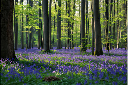 Bluebell Flower Carpet in Halle, a Nature Photo by Lermont51