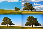 THE COUNTRY SIDE - Small Pack, a Nature Photo by KABSPHOTOGRAPHY (Thumbnail 2 of 2)