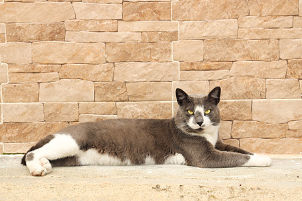 Gray white cat in attentive position, an Animal Photo by worlditravelilove
